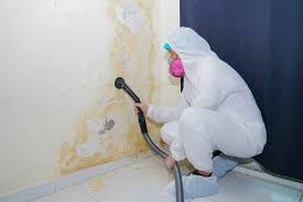 Why You Should Choose Our Mold Remediation Services in South Taft, CA